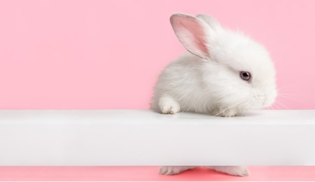 Rabbit holding onto the white bar.