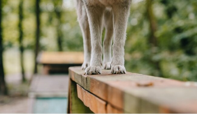 Dog standing on the bricks.