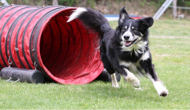 Dog using the tunnel.