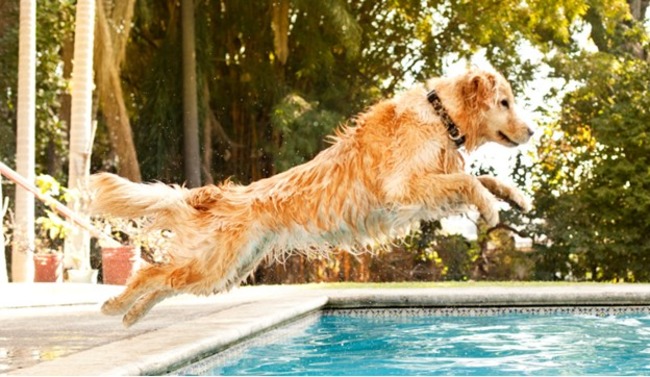 Dog about to jump.