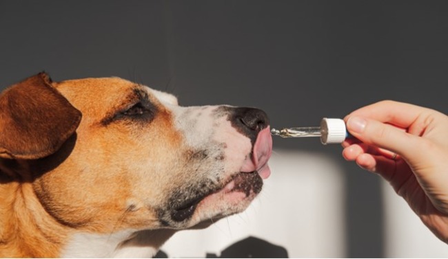 Dog having supplement.