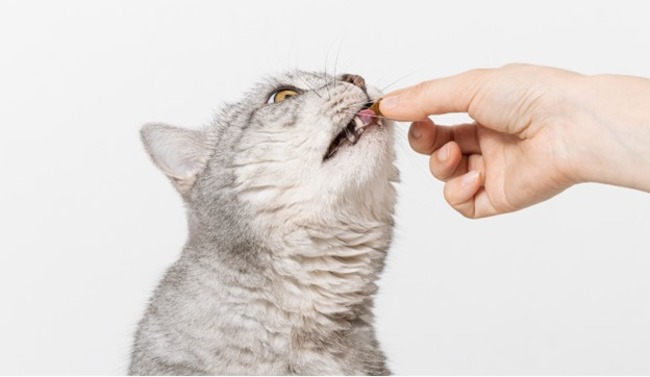 Owner giving cat treat.