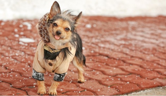 little dog wearing a coat.