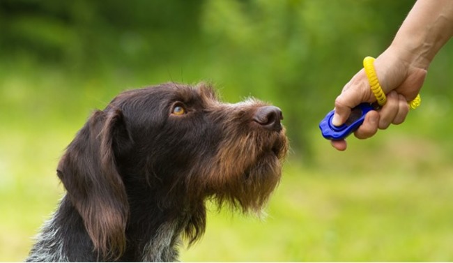 Dog with owner.