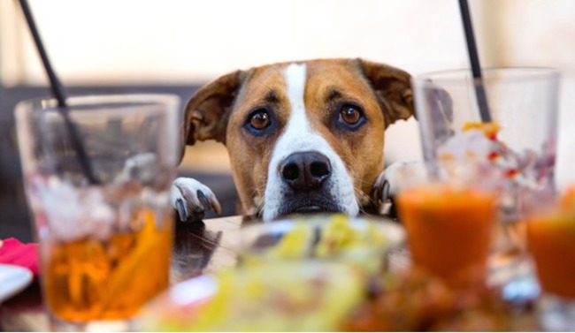 Dog looking at the drinks.