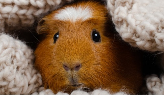 Guinea pig snuggled up.