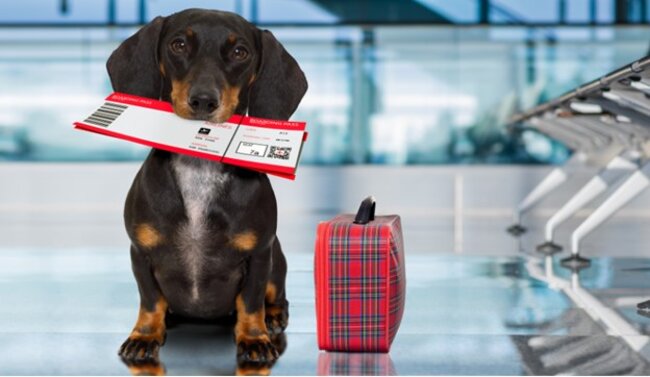 Dog is getting ready to travel.