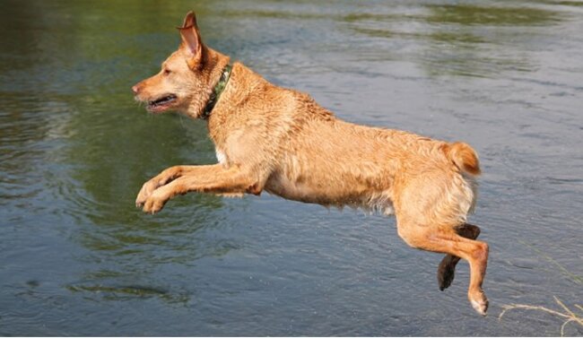 Dog jumping into water.
