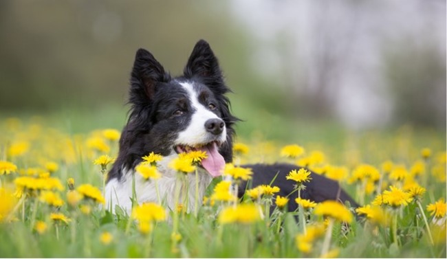 Dog sitting on the grass with flowers around.
