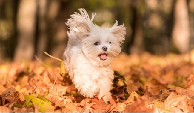 Dog running in the woods.
