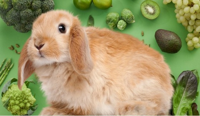 Rabbit with green vegetables.