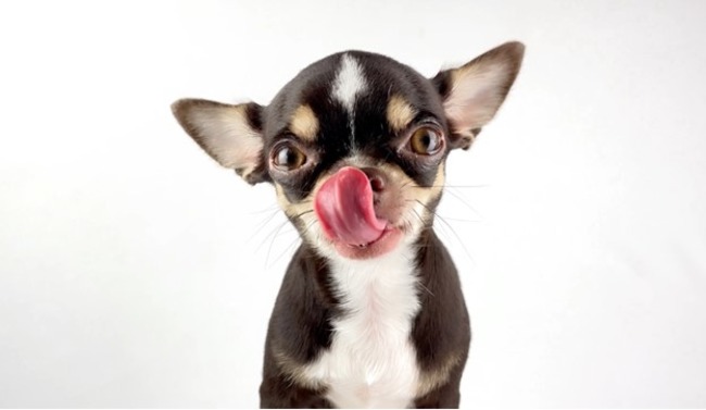 Dog licking their nose.