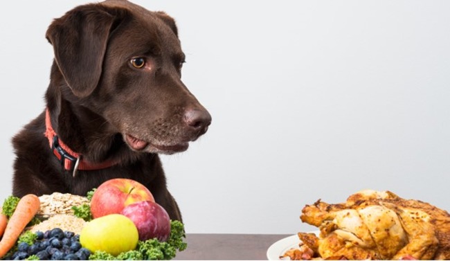 Dog about to eat fruit and chicken.