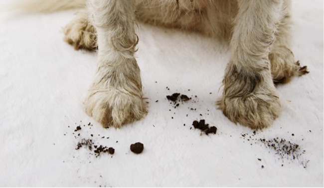 Dog with mud on paws.