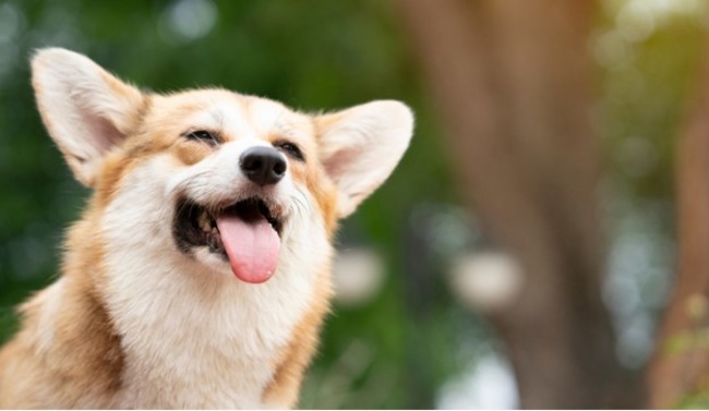 Happy dog.