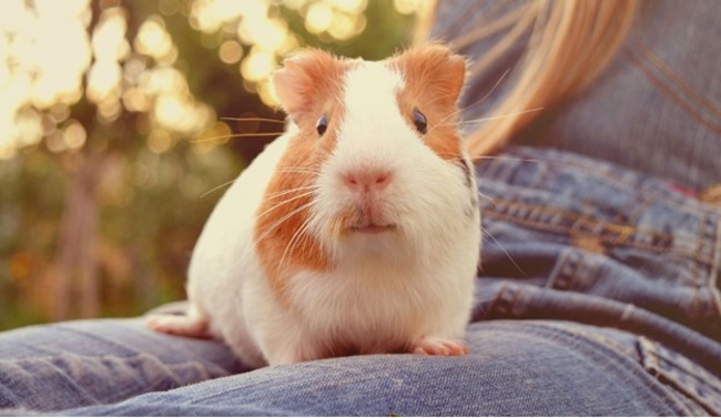 Guinea pig sitting on owner's lap.