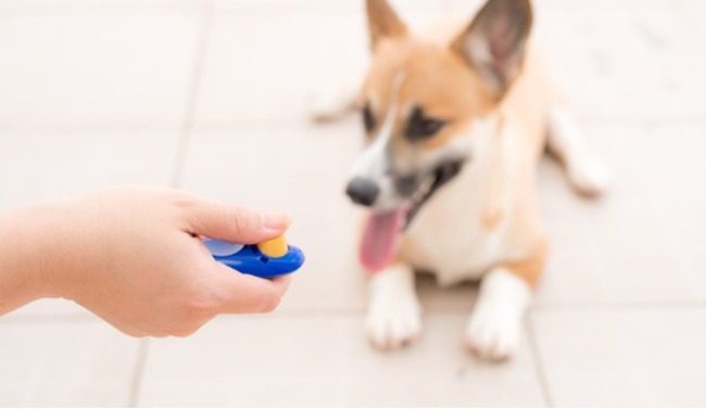 Dog responds to the clicker.