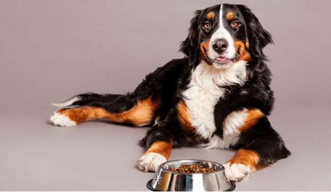 Dog with dog food.
