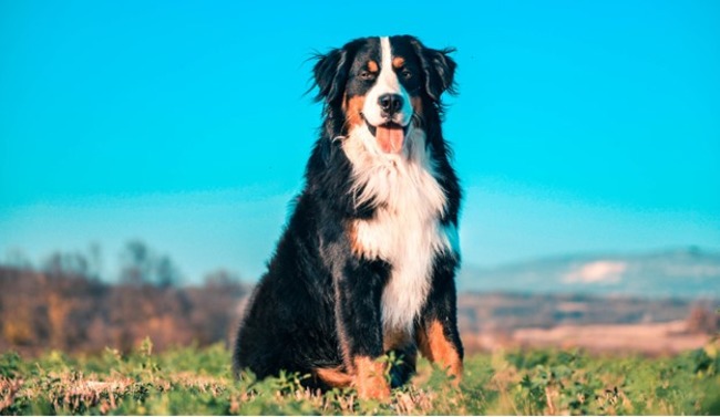Dog in the field.