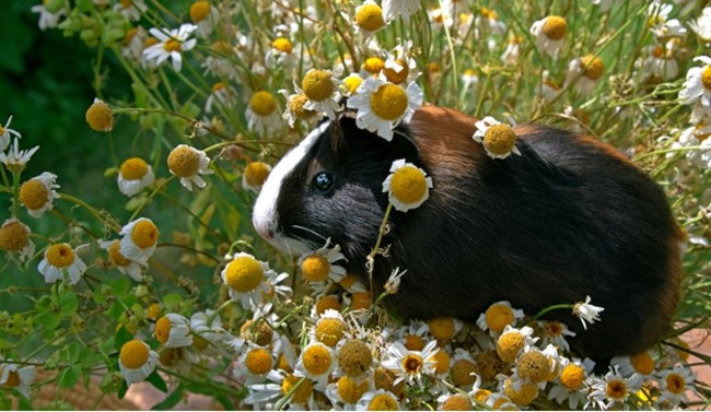 Guinea pig sitting with the flowers.