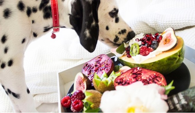 Dog sniffing fruits.