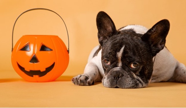 Dog next to pumpkin.