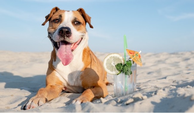 Dog sitting on the sand next to a drink.