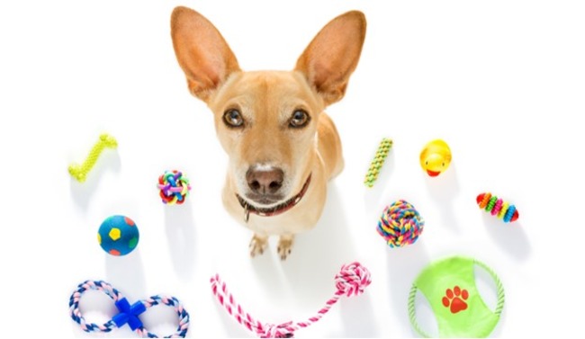Dog with their toys.