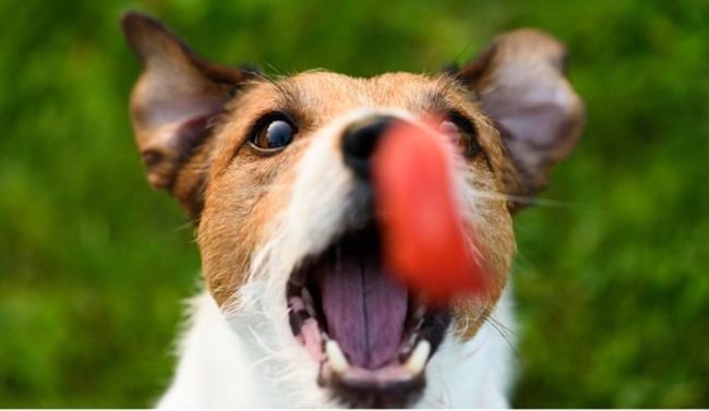 Dog's mouth open wide.
