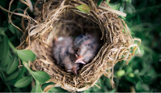 Birds in the nest.