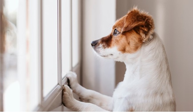 Dog looking out the window.