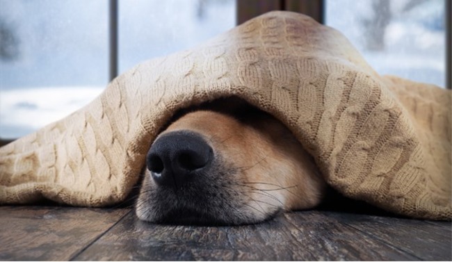 Dog hiding under the blanket.