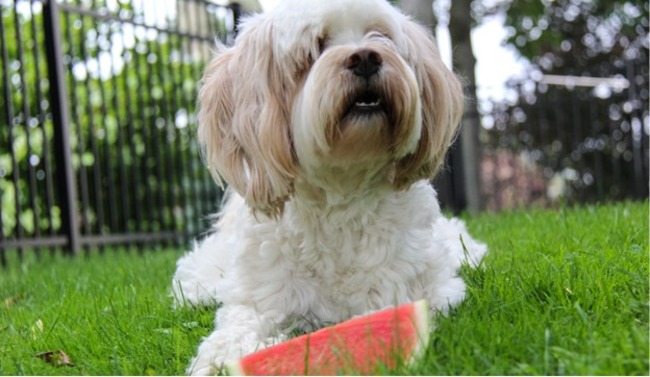 Dog with watermelon.
