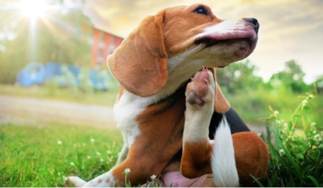 Dog sitting in the park.