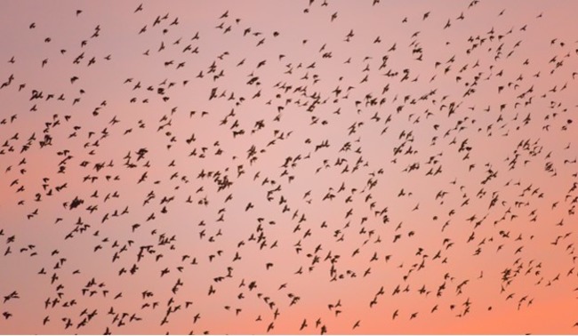 Bird flying in the sky.