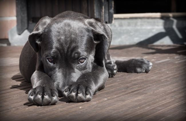 Dog with nose between paws.