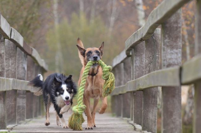 Two dogs running with a rope toy.