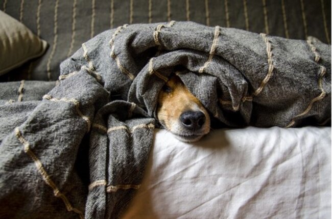 Dog under the blanket.
