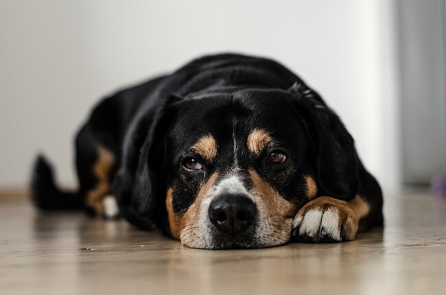 Dog lying down on the floor.