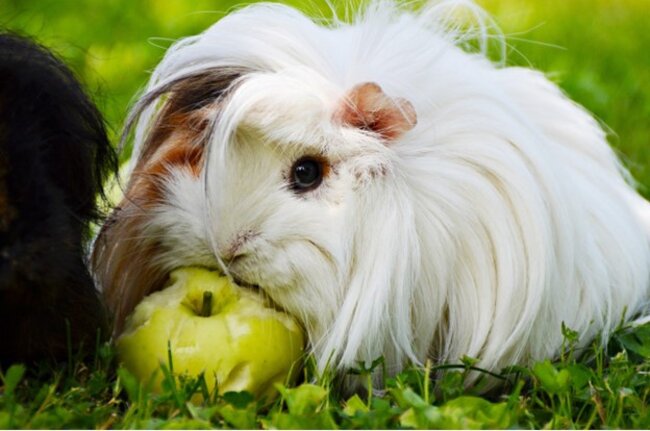Guinea pig chewing apple.
