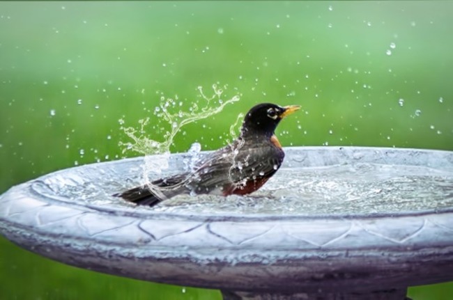 Bird in the water.