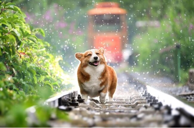 Dog walking on the train track.