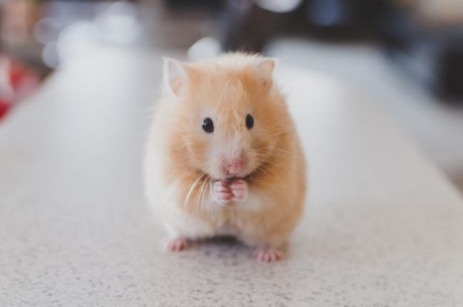 Hamster sat down.