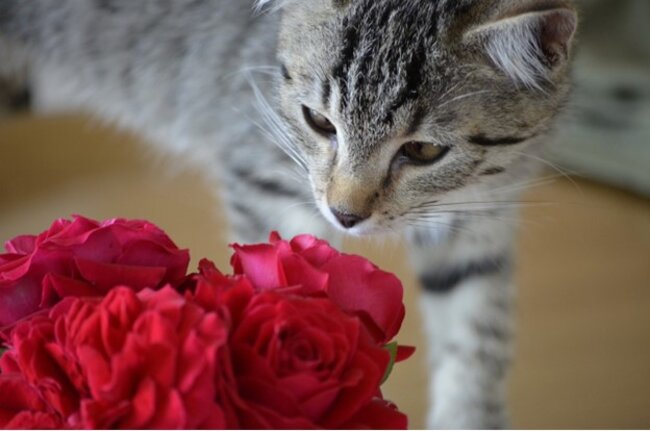 Cat looking at the roses.