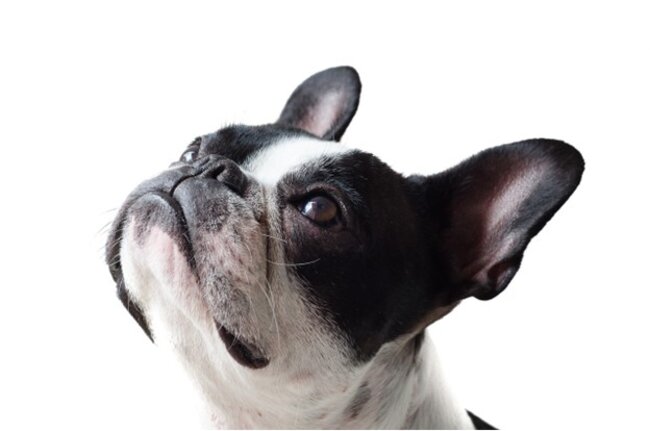 Dog staring up.