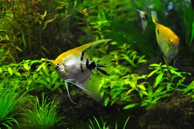 Fish swimming with other fishes.