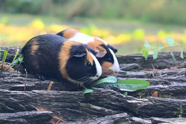 Two guinea pigs on bark.