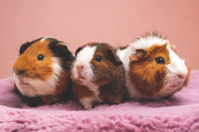 Three guinea pigs sat together.