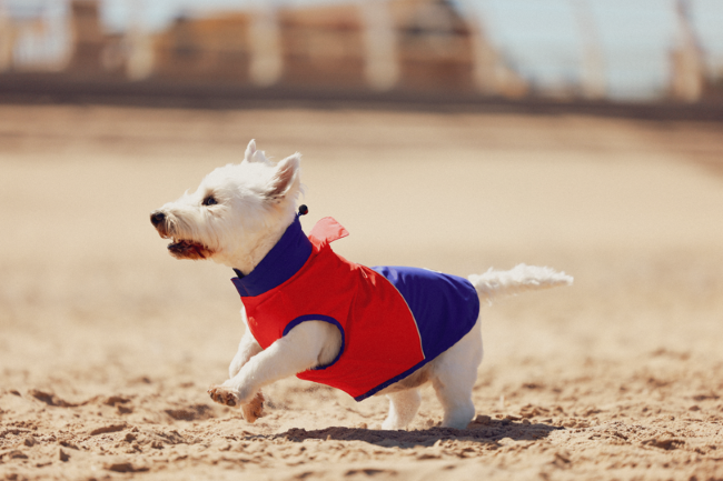 A small white dog in a red and blue vest joyfully runs across a sunny beach, with blurred background buildings.