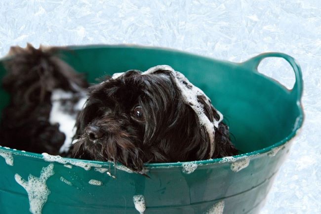 Dog covered in soap suds in a bucket.